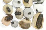 Lot: Assorted Devonian Trilobites - Pieces #120383-2